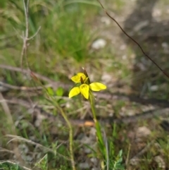 Diuris chryseopsis at Stromlo, ACT - 27 Sep 2023