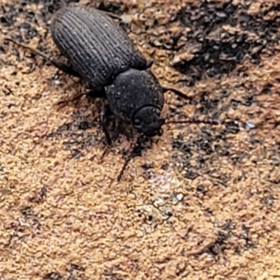 Isopteron sp. (genus) (A darkling beetle) at Bobundara, NSW - 27 Sep 2023 by trevorpreston