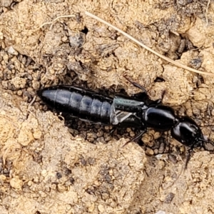 Staphylinidae (family) at Bobundara, NSW - 27 Sep 2023