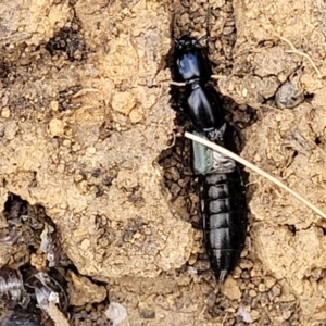 Staphylinidae (family) at Bobundara, NSW - 27 Sep 2023