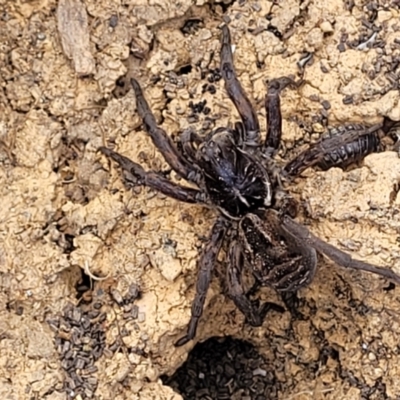 Tasmanicosa sp. (genus) (Tasmanicosa wolf spider) at Bobundara, NSW - 27 Sep 2023 by trevorpreston