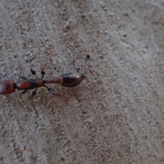 Podomyrma elongata at Murrumbateman, NSW - 27 Sep 2023