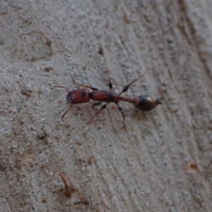 Podomyrma elongata at Murrumbateman, NSW - 27 Sep 2023