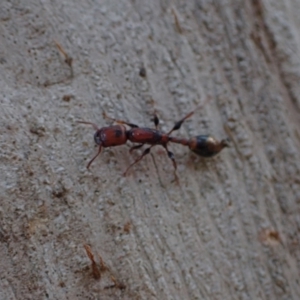 Podomyrma elongata at Murrumbateman, NSW - 27 Sep 2023 05:04 PM