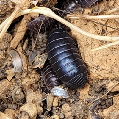 Armadillidium vulgare (Slater bug, woodlouse, pill bug, roley poley) at Bobundara, NSW - 27 Sep 2023 by trevorpreston