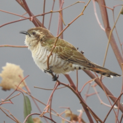 Chrysococcyx basalis (Horsfield's Bronze-Cuckoo) at Stromlo, ACT - 27 Sep 2023 by HelenCross