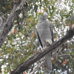 Accipiter fasciatus (Brown Goshawk) at Acton, ACT - 26 Sep 2023 by HelenCross