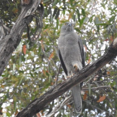 Tachyspiza fasciata (Brown Goshawk) at Acton, ACT - 26 Sep 2023 by HelenCross