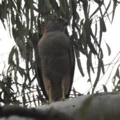 Accipiter fasciatus at Acton, ACT - 26 Sep 2023