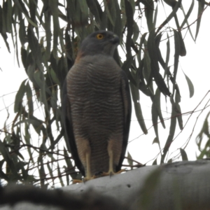 Accipiter fasciatus at Acton, ACT - 26 Sep 2023