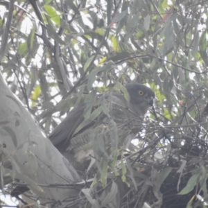 Accipiter fasciatus at Acton, ACT - 26 Sep 2023