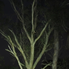 Petauroides volans at Forbes Creek, NSW - 26 Sep 2023