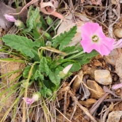 Convolvulus angustissimus subsp. angustissimus at Bobundara, NSW - 27 Sep 2023