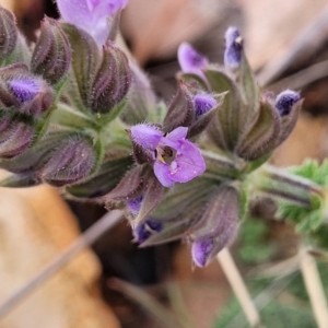 Salvia verbenaca var. verbenaca at Bobundara, NSW - 27 Sep 2023