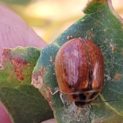 Paropsisterna agricola at Bobundara, NSW - 27 Sep 2023