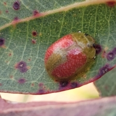 Paropsisterna fastidiosa (Eucalyptus leaf beetle) at Bobundara, NSW - 27 Sep 2023 by trevorpreston