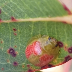 Paropsisterna fastidiosa at Bobundara, NSW - 27 Sep 2023