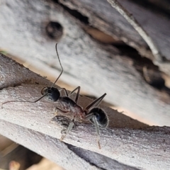 Camponotus intrepidus (Flumed Sugar Ant) at Bobundara, NSW - 27 Sep 2023 by trevorpreston