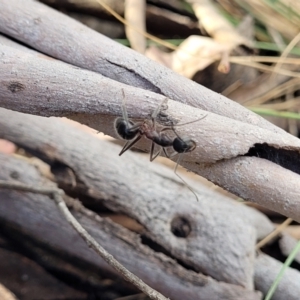 Camponotus intrepidus at Bobundara, NSW - 27 Sep 2023