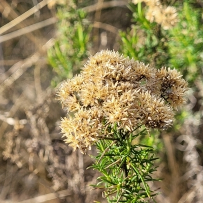 Cassinia ochracea (A Cassinia) at Bobundara, NSW - 27 Sep 2023 by trevorpreston