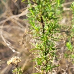 Cassinia ochracea at Bobundara, NSW - 27 Sep 2023