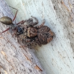 Servaea sp. (genus) (Unidentified Servaea jumping spider) at Bobundara, NSW - 27 Sep 2023 by trevorpreston
