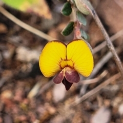 Bossiaea buxifolia (Matted Bossiaea) at Bobundara, NSW - 27 Sep 2023 by trevorpreston