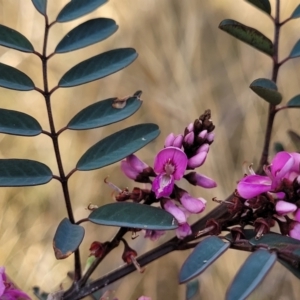 Indigofera australis subsp. australis at Bobundara, NSW - 27 Sep 2023