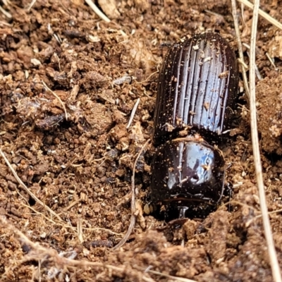 Aulacocyclus sp. (genus) (Passalid beetle) at Bobundara, NSW - 27 Sep 2023 by trevorpreston