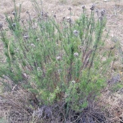 Chrysocephalum semipapposum (Clustered Everlasting) at Bobundara, NSW - 27 Sep 2023 by trevorpreston