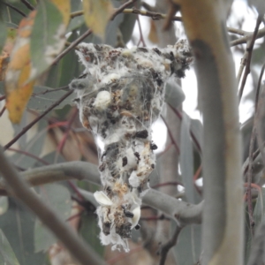 Gerygone olivacea at Stromlo, ACT - 27 Sep 2023