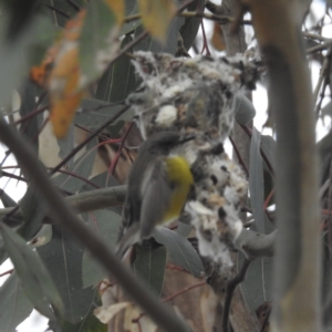 Gerygone olivacea at Stromlo, ACT - 27 Sep 2023