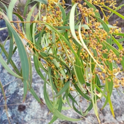 Acacia rubida (Red-stemmed Wattle, Red-leaved Wattle) at Maffra, NSW - 27 Sep 2023 by trevorpreston