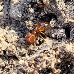 Pheidole sp. (genus) at Maffra, NSW - 27 Sep 2023