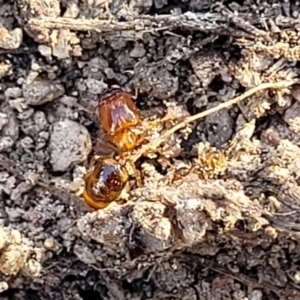 Pheidole sp. (genus) at Maffra, NSW - 27 Sep 2023