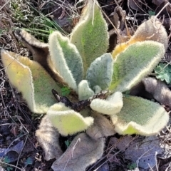 Verbascum thapsus subsp. thapsus (Great Mullein, Aaron's Rod) at Maffra, NSW - 27 Sep 2023 by trevorpreston