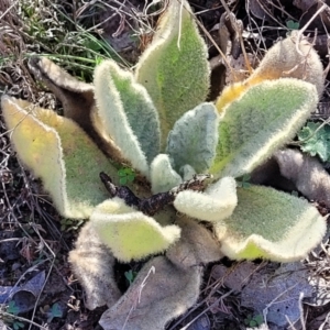 Verbascum thapsus subsp. thapsus at Maffra, NSW - 27 Sep 2023 03:23 PM