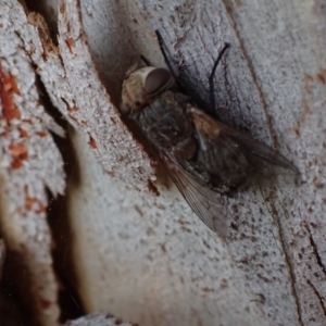 Tritaxys sp. (genus) at Murrumbateman, NSW - 27 Sep 2023