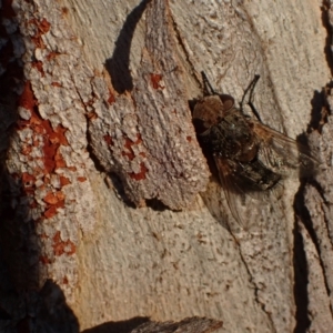 Tritaxys sp. (genus) at Murrumbateman, NSW - 27 Sep 2023 05:23 PM