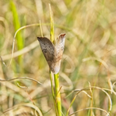 Mataeomera mesotaenia (Large Scale Moth) at Higgins, ACT - 27 Sep 2023 by Trevor