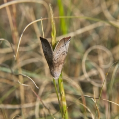 Mataeomera mesotaenia at Higgins, ACT - 27 Sep 2023