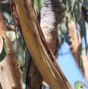 Callocephalon fimbriatum at Watson, ACT - 18 Sep 2023