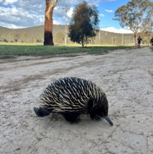 Tachyglossus aculeatus at Watson, ACT - 26 Sep 2023