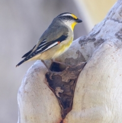 Pardalotus striatus (Striated Pardalote) at Mount Ainslie - 27 Sep 2023 by jb2602