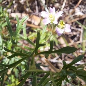 Geranium retrorsum at Watson, ACT - 24 Sep 2023