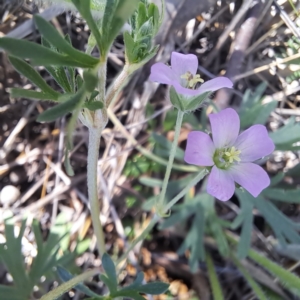 Geranium retrorsum at Watson, ACT - 24 Sep 2023