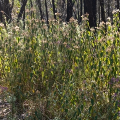 Unidentified Other Shrub at Bundanoon, NSW - 24 Sep 2023 by Aussiegall