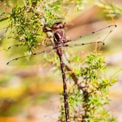 Austropetalia patricia (Waterfall Redspot) at Bundanoon, NSW - 24 Sep 2023 by Aussiegall