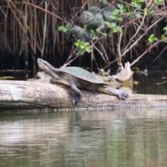 Emydura macquarii (Macquarie Turtle) at Jerrabomberra Wetlands - 27 Sep 2023 by RodDeb