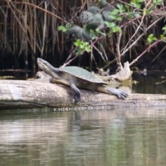 Emydura macquarii (Macquarie Turtle) at Fyshwick, ACT - 27 Sep 2023 by RodDeb